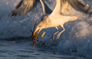 gull_crab.jpg
