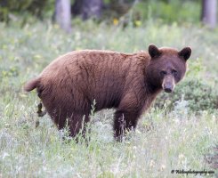 Bear Taking a Dump B.jpg