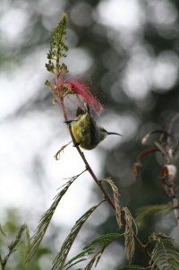 Sunbird-5053.jpg