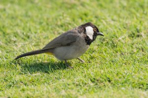 EF100-400 II with 1.4x FL560mm, f8, SS-0.001sec, ISO1000.jpg