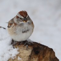 American Tree sparrow_25549.JPG
