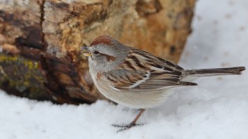 American Tree Sparrow_25529.JPG