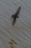 Barn Swallows of Plymouth, NC-104.jpg