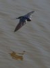 Barn Swallows of Plymouth, NC-51.jpg