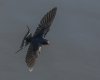 Barn Swallows of Plymouth, NC-17.jpg