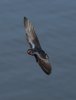 Barn Swallows of Plymouth, NC-23.jpg