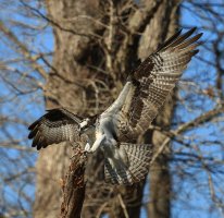 An Osprey over the Left Pond-15-3.jpg