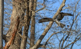 An Osprey over the Left Pond-13.jpg