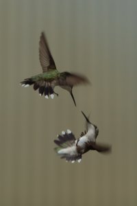 Charlotte's Hummers '15-26-2.jpg