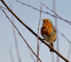 Robin_915A7482.jpg