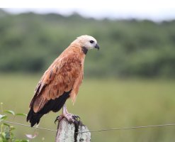 Black collared hawk_9886Crop.jpg