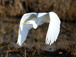 Immagine 090modG.jpg