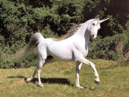 unicorns_csg010.jpg