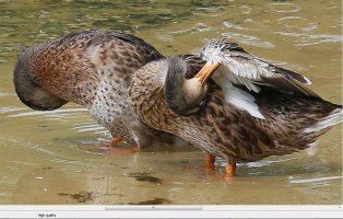 DuckGroom01.JPG