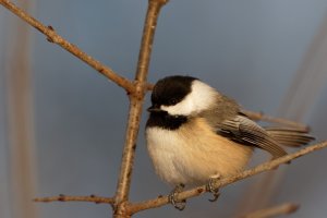 154A4308_DxO.jpg