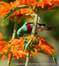 Double collared sunbird.jpg