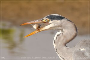 20151012blauwe reiger5.jpg