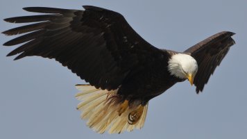Bald Eagle_1D4_8269.JPG