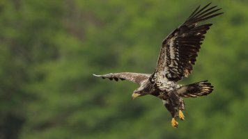 Im Bald eagle_1D4_7813.JPG