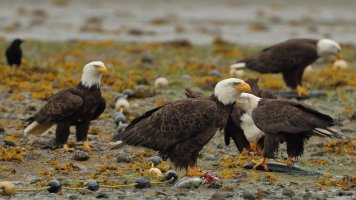 B eagles_1D4_7822.JPG