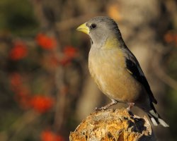 Evening Grosbeak F_1D4_0747.JPG