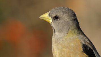 Evening Grosbeak_1D4_0744.JPG