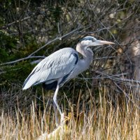 IMG_6364_Crop copy.jpg