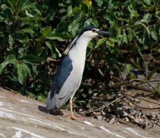 BlackCrownedNightHeron_2U4A2173-600.jpg