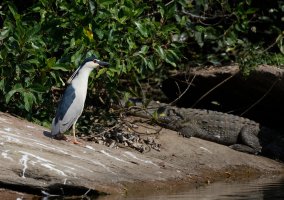 BlackCrownedNightHeron+croc_2U4A2173-600.jpg