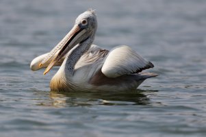 Spot-billedPelican_2U4A1964-600Rot.jpg