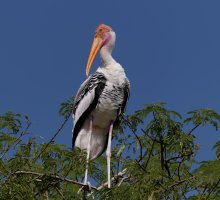 PaintedStork_915A0200-DxO_better 2.jpg
