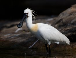 Spoonbill_2U4A2014-600.jpg