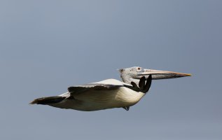 PelicanFlying_2U4A2055-600.jpg