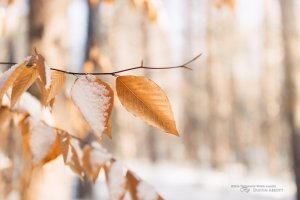 21 35L II on a Crop.jpg