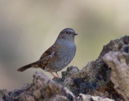 Dunnock_915A0997.jpg