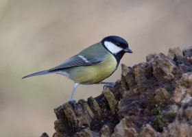 GreatTit_915A0929.jpg