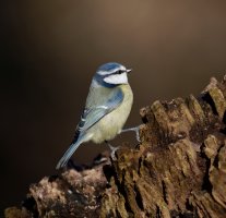 BlueTit_915A1176.jpg