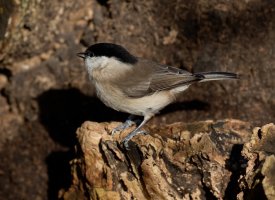 MarshTit_915A1169.jpg