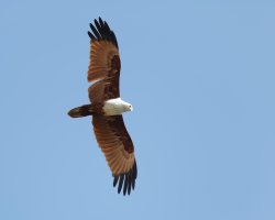 BrahminyKite_2U4A1557_DxO_BrahminyKIte.jpg