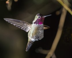 hummer 1-4000 8x10 w.jpg