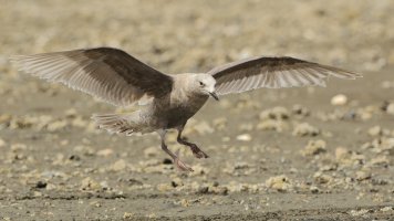 Gull Copper Bay_8399.JPG