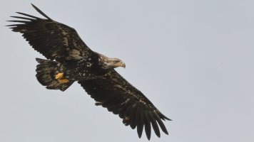 Eagle Copper Bay_8438.JPG