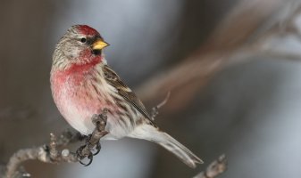 Redpoll M_31352.JPG