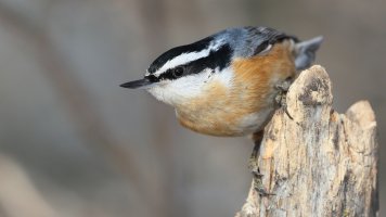 Red-breasted Nuthatch_31382.JPG