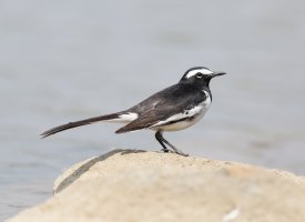 LargePiedWagtail_2U4A2359-600.jpg