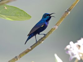 PurpleSunbird_915A9695-100-400.jpg