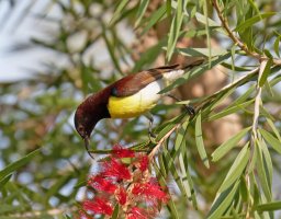 PurpleRumpedSunbird_915A0030-100-400.jpg