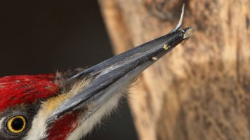 Up close and Personal_31425.JPG