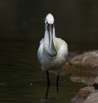 Spoonbill_2U4A1998-600.jpg