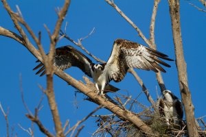 Osprey-11.jpg